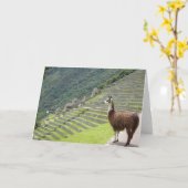 ペルーラマ カード (黄色い花)