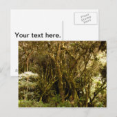 ペルー熱帯雨林のコケが覆われた ポストカード (正面/裏面)