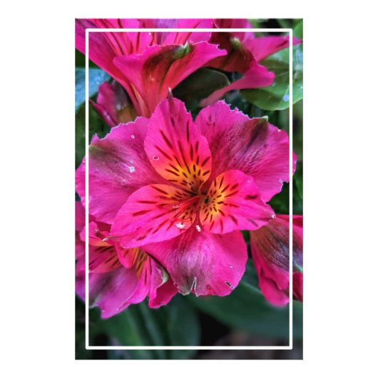 ペルー百合ピンクの花–79498 フォトプリント            (正面)