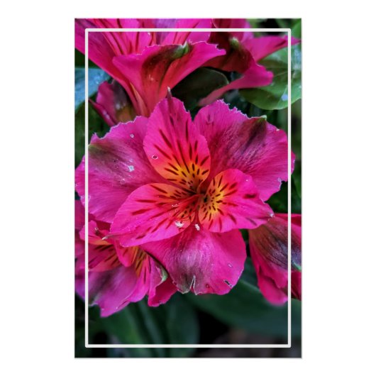ペルー百合ピンクの花–79498 ポスター (正面)