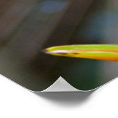 ペルー,イキトス,メイナス州,ヘリコニア工場 ポスター (角)