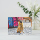 ペルー,オランタイタンボ,シャール・ペイ・ドッグ ポストカード (スタンド正面)