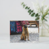 ペルー，オランタイタンボ，シャール・ペイ・ドッグ ポストカード (スタンド正面)