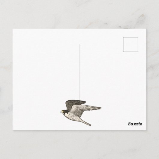 ペレグリンファルコン色鉛筆 誕生日おめでとう ポストカード (裏面)