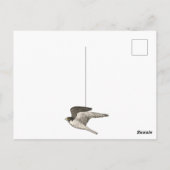 ペレグリンファルコン色鉛筆 HAPPY BIRTHDAY ポストカード (裏面)