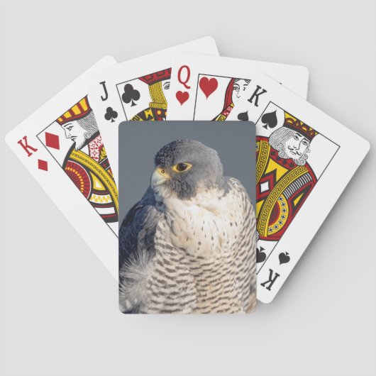 ペレグリン《鳥》ハヤブサはハドソン川沿い トランプ (裏面)