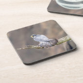 ペレグリン《鳥》ハヤブサアットザパリサーズインターステートパーク コースター (左側)