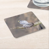 ペレグリン《鳥》ハヤブサアットザパリサーズインターステートパーク スクエアペーパーコースター (アングル)