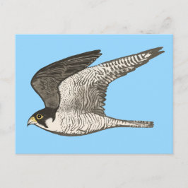 ペレグリン《鳥》ハヤブサ色鉛筆イラストレーション ポストカード