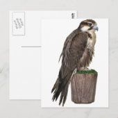 ペレグリン《鳥》ハヤブサ葉書 ポストカード (正面/裏面)