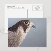 ペレグリン《鳥》ハヤブサ葉書 ポストカード (正面/裏面)