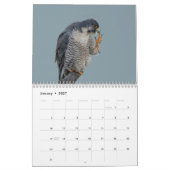 ペレグリン《鳥》ハヤブサ2026 カレンダー (1月 2027)
