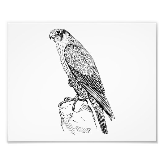 ペレグリン《鳥》ハヤブサ フォトプリント            (正面)