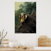 ペレグリン《鳥》ハヤブサ ポスター (キッチン)