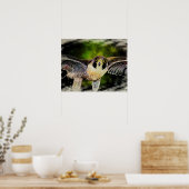 ペレグリン《鳥》ハヤブサ ポスター (キッチン)