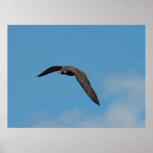 ペレグリン《鳥》ハヤブサ ポスター