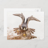 ペレグリン《鳥》ハヤブサ ポストカード (正面/裏面)