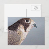 ペレグリン《鳥》ハヤブサ ポストカード (正面/裏面)