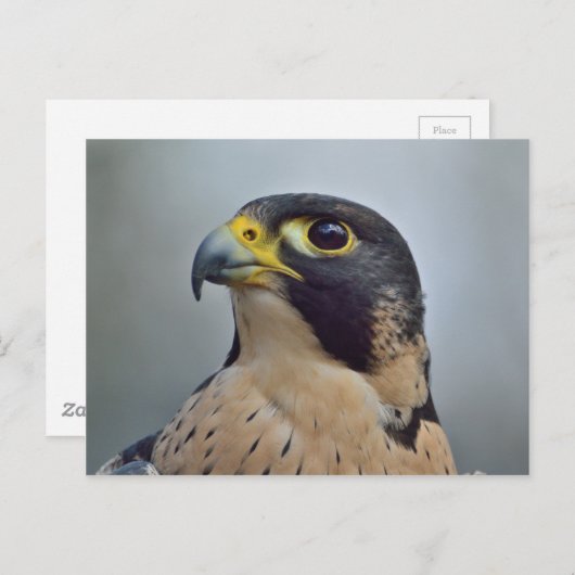 ペレ威厳のあるグリン《鳥》ハヤブサ ポストカード (正面/裏面)