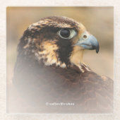 ペレ素晴らしグリン《鳥》ハヤブサのVignettedプロフィール ガラスコースター (正面)