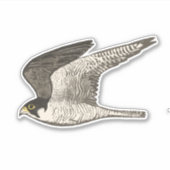 ペレ飛んでいるグリン《鳥》ハヤブサ色鉛筆アート シール (正面)