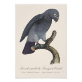 ペロケ・チェンドレ/ティムネアフリカ産の灰色のオウム フォトプリント            (正面)