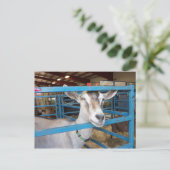 ペンで書かれたヤギ ポストカード (スタンド正面)