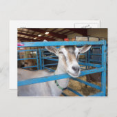 ペンで書かれたヤギ ポストカード (正面/裏面)