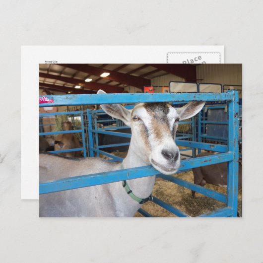 ペンで書かれたヤギ ポストカード (正面/裏面)
