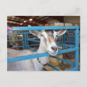 ペンで書かれたヤギ ポストカード (正面)