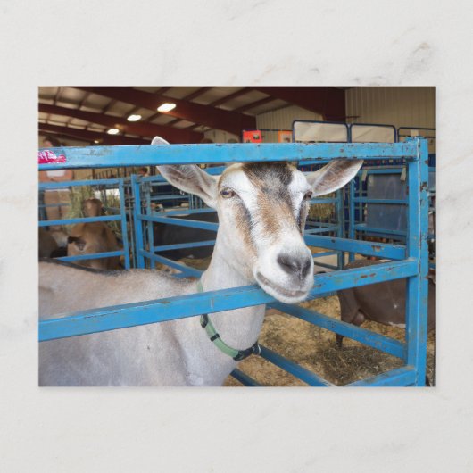 ペンで書かれたヤギ ポストカード (正面)