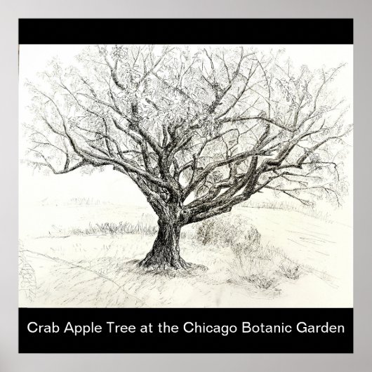 ペンとインクツリースケッチ ポスター (正面)