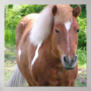 ペンキのクォーター馬のプリント ポスター