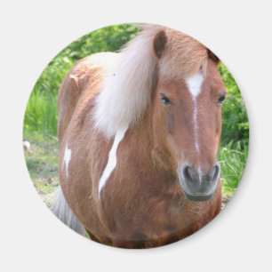 ペンキのクォーター馬の磁石 マグネット