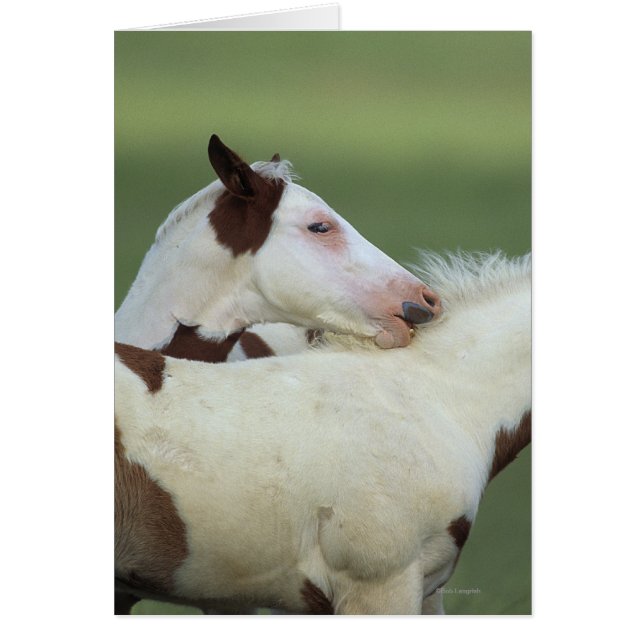 ペンキの子馬の遊ぶこと (正面)