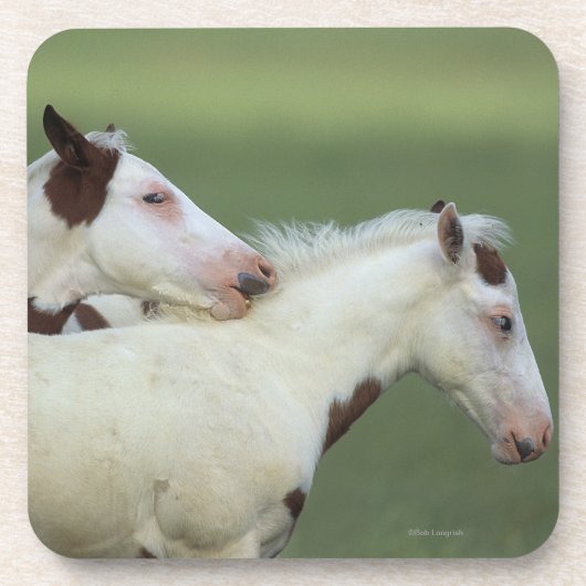 ペンキの子馬の遊ぶこと コースター (正面)