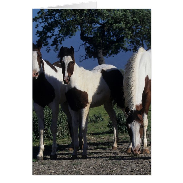 ペンキの馬のグループ (正面)