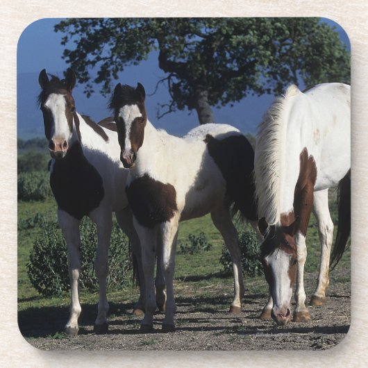 ペンキの馬のグループ コースター (正面)