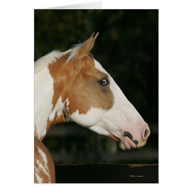 ペンキの馬のHeadshot 2 (正面)