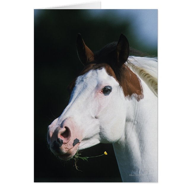 ペンキの馬のHeadshot 3 (正面)