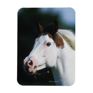 ペンキの馬のHeadshot 3 マグネット