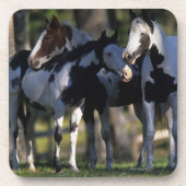 ペンキの馬 コースター (正面)