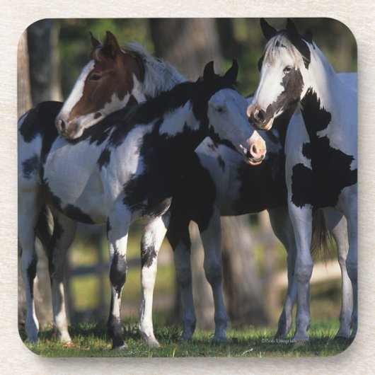 ペンキの馬 コースター (正面)