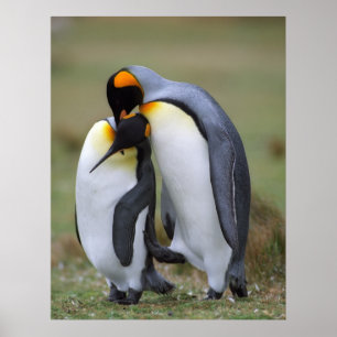 ペンギおもしろいン ポスター