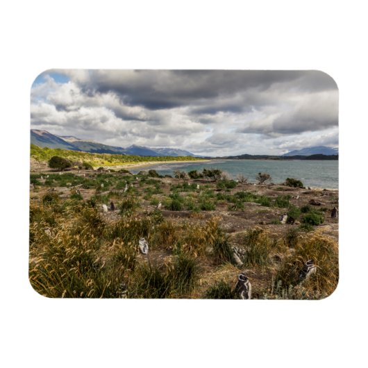 ペンギネラ マグネット (横)