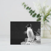 ペンギンがスポットライトを浴びる白黒の写真 ポストカード (スタンド正面)