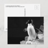 ペンギンがスポットライトを浴びる白黒の写真 ポストカード (正面/裏面)