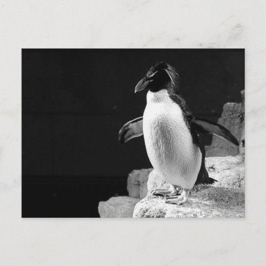 ペンギンがスポットライトを浴びる白黒の写真 ポストカード (正面)