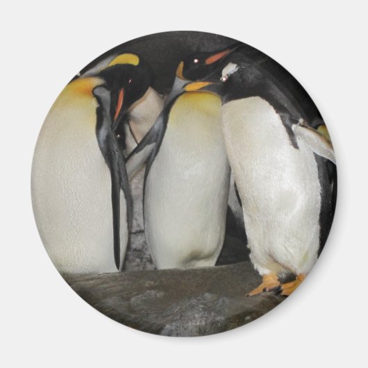 ペンギンと動物園 マグネット (正面)
