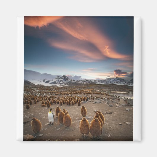 ペンギンと夕暮れ マグネット (正面)